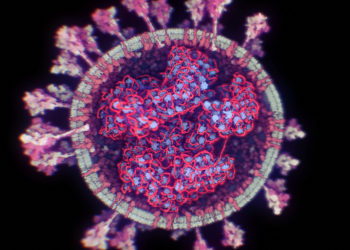 Structure interne de la corde de protéine N qui échafaude l'ARN viral.