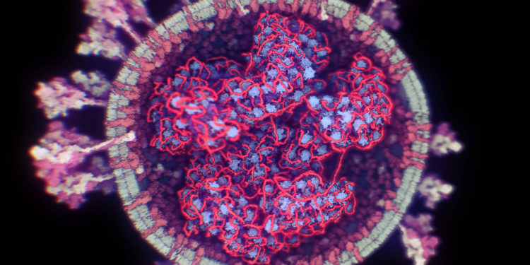 Structure interne de la corde de protéine N qui échafaude l'ARN viral.