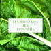 Les bienfaits des épinards