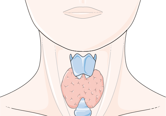 Les Troubles de la Thyroïde